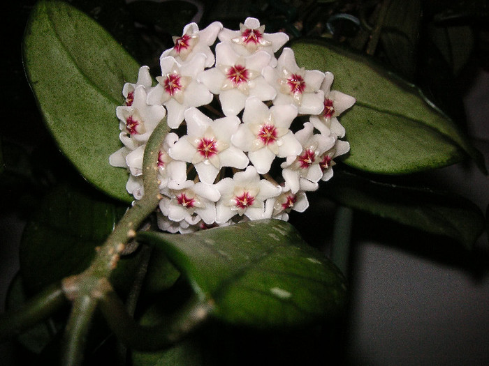 2133173900075666569RhkhJL_fs - Hoya