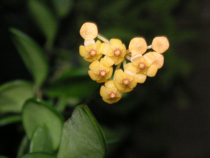 2135682330075666569TREcVa_fs - Hoya