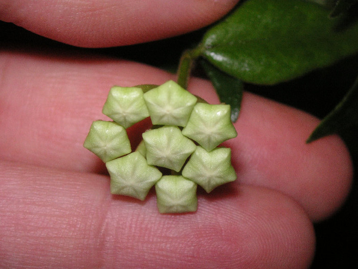 2148880610075666569aiHSpd_fs - Hoya