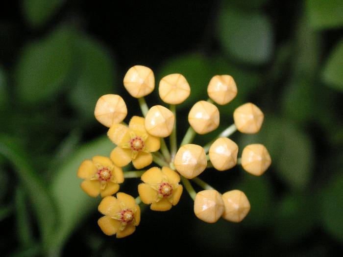 2159602870075666569hMvWoY_fs - Hoya