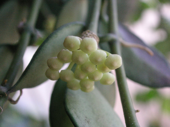 2315533960075666569PQPeCj_fs - Hoya