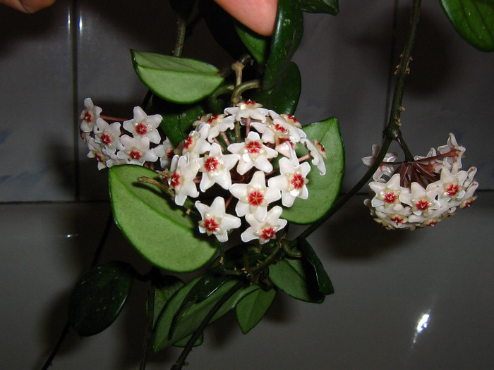 2356210580075666569kBTrBd_fs - Hoya