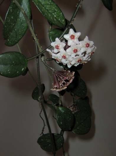 2358703480075666569JlHDyl_fs - Hoya