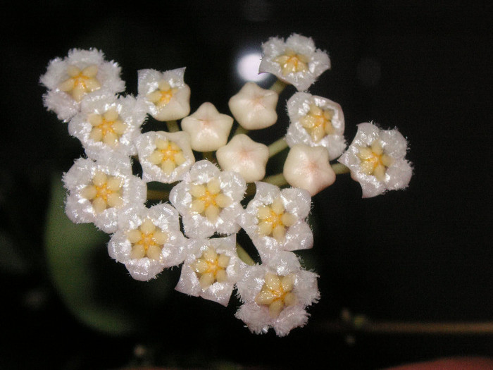 2451168560075666569htdiJF_fs - Hoya
