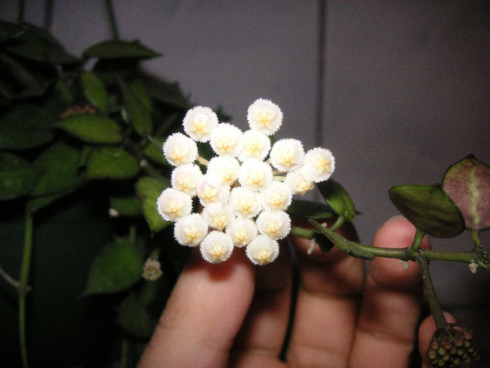 2464868900075666569xPJlWW_fs - Hoya
