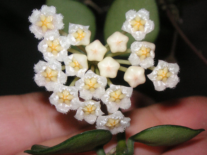 2502462280075666569NqGihN_fs - Hoya