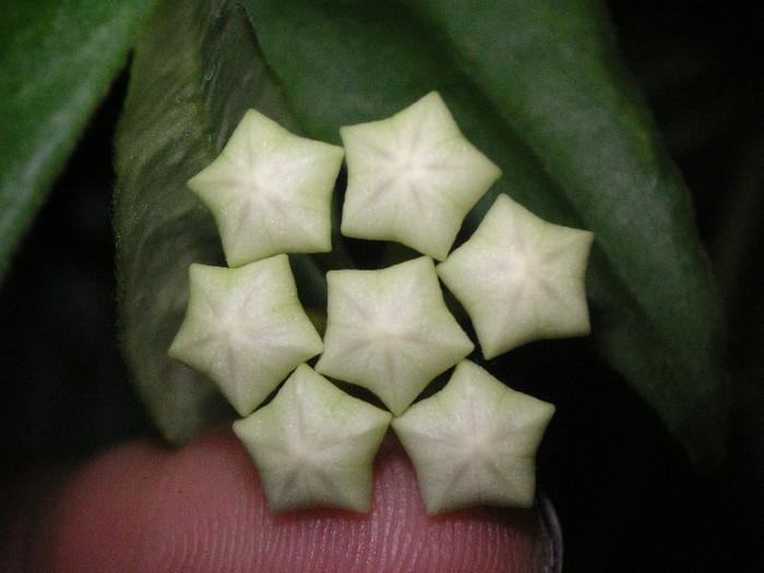 2574670590075666569INLnlm_fs - Hoya