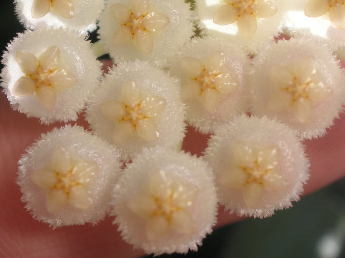 2658291360075666569iRwVaq_fs - Hoya