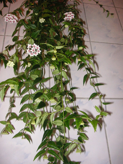 2750378170075666569RyPfUm_fs