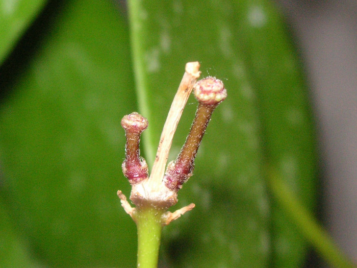 2758868060075666569cWMAcO_fs - Hoya