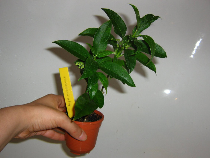 2759997010075666569mWgdro_fs - Hoya