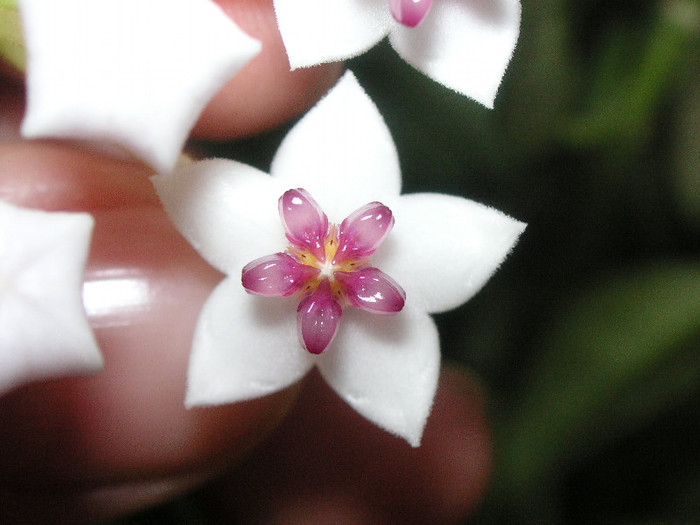 2804374070075666569reGxdG_fs - Hoya