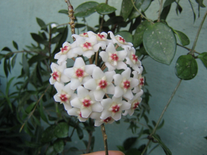 2876998360075666569KAaQFV_fs - Hoya