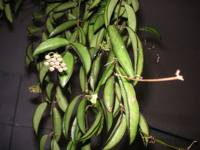 2884012970075666569YRpYAD_fs - Hoya