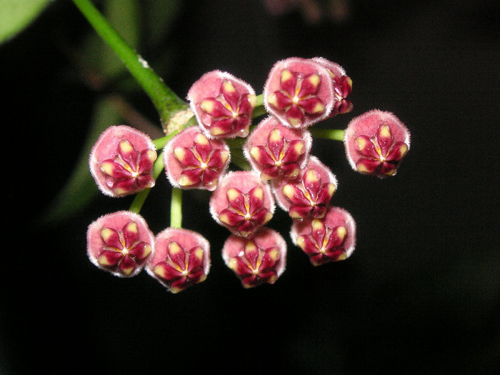 2890528340075666569RSZKJs_fs - Hoya
