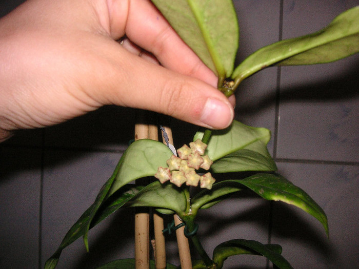 2907662910075666569LQHYmp_fs - Hoya