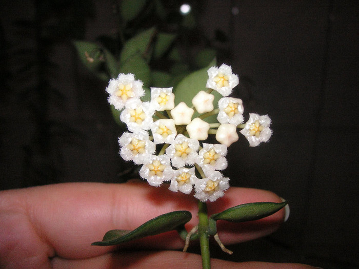 2957088760075666569SeVMRj_fs - Hoya