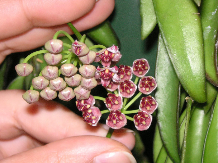 2969055030075666569LFwepM_fs - Hoya