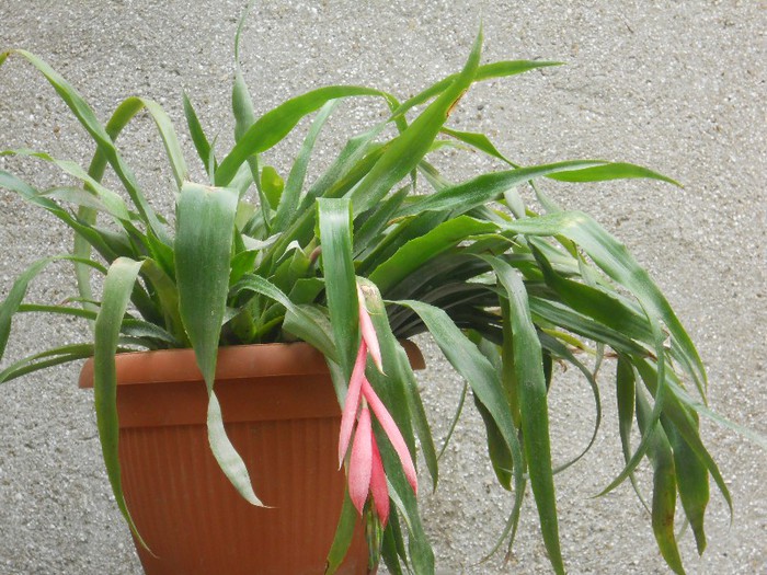 DSCN2953 - BILBERGIA