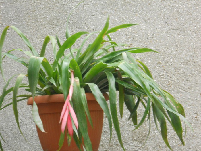 DSCN2954 - BILBERGIA