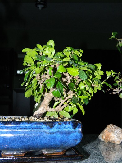 DSCN1386 - Bonsai - Carmona microphylla