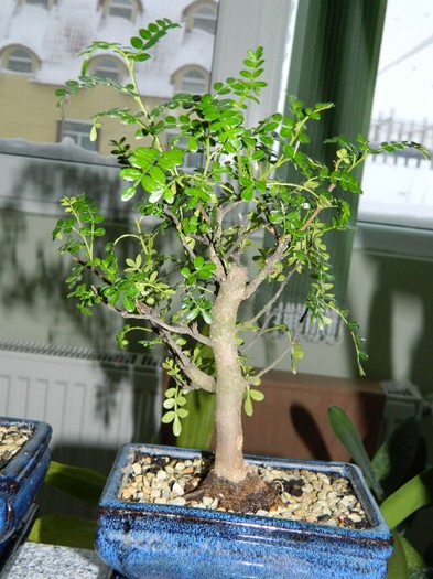 DSCN1390 - Bonsai - Zanthoxylum piperitum