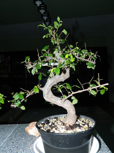 DSCN1387 - Bonsai - Zelkova serrata