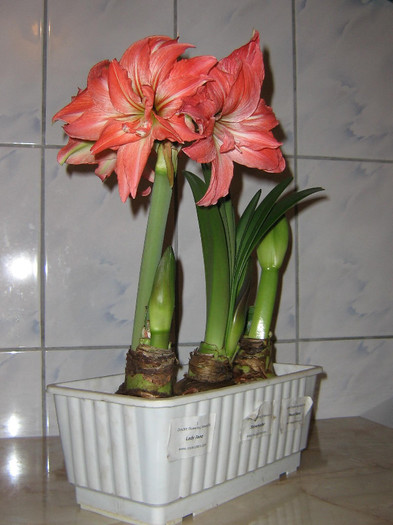 2996478740075666569rXwJnz_fs - Hippeastrum