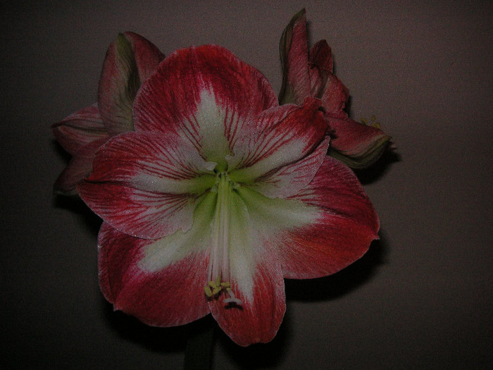 2015121830075666569aDeAoJ_fs - Hippeastrum