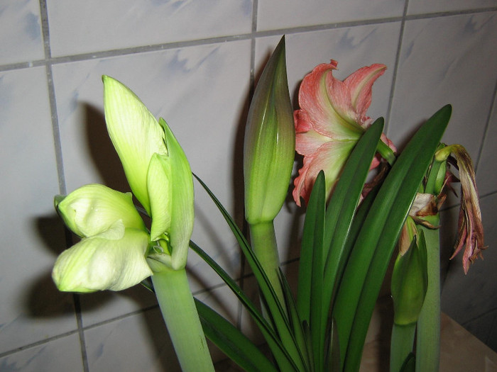 2019317240075666569bSTRuG_fs - Hippeastrum