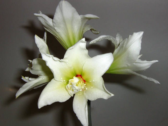 2027438670075666569vbIBTQ_fs