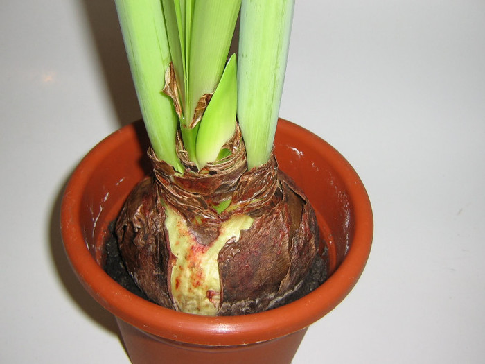 2030147830075666569zEvbYt_fs - Hippeastrum