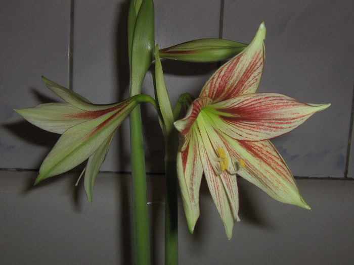 2032312170075666569xeXVOJ_fs - Hippeastrum