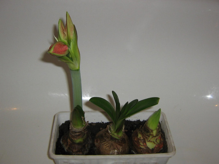 2034636990075666569HjmKlj_fs - Hippeastrum