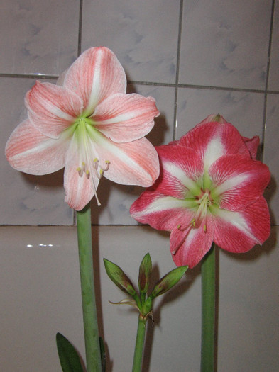 2052072660075666569AwSpba_fs