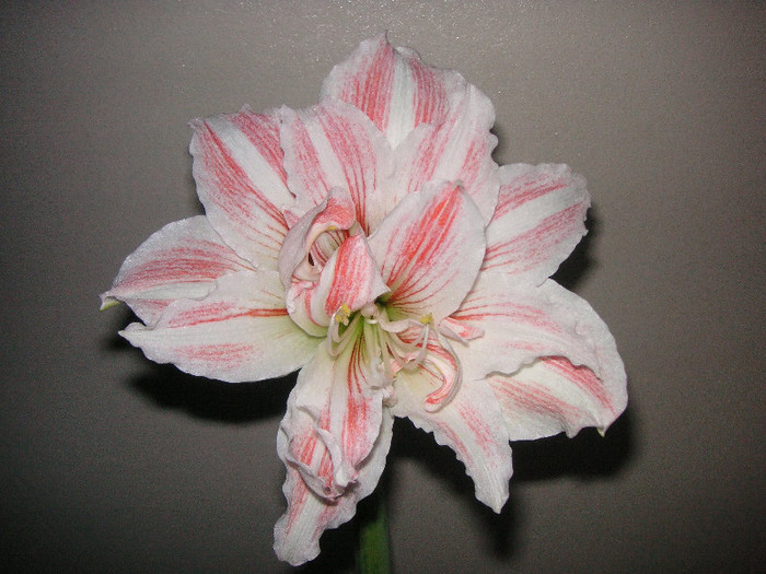 2052892450075666569lEhDGo_fs - Hippeastrum