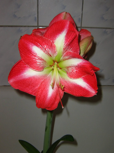 2057645340075666569IDprUI_fs - Hippeastrum