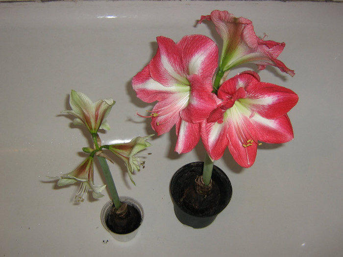 2070467800075666569PPRQRP_fs - Hippeastrum