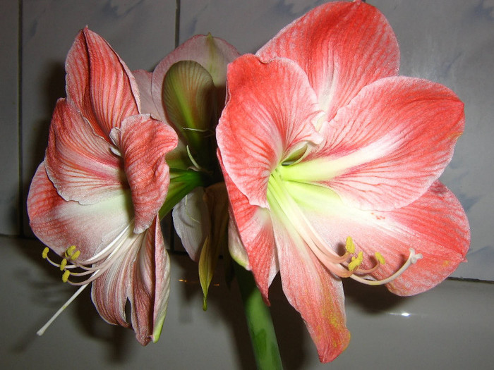 2080032310075666569XkZlMh_fs - Hippeastrum