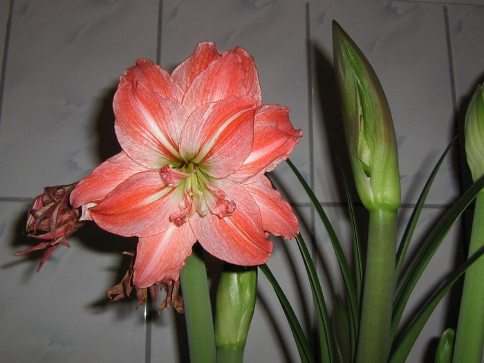 2085314610075666569sFRnRa_fs - Hippeastrum