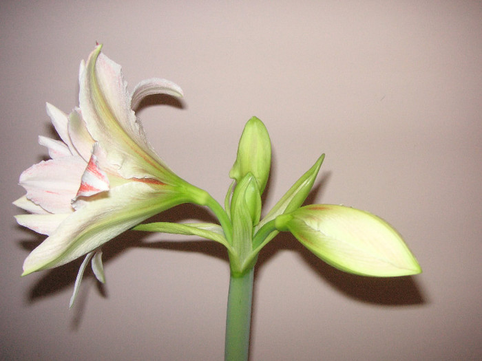 2085644880075666569qbpdsU_fs - Hippeastrum