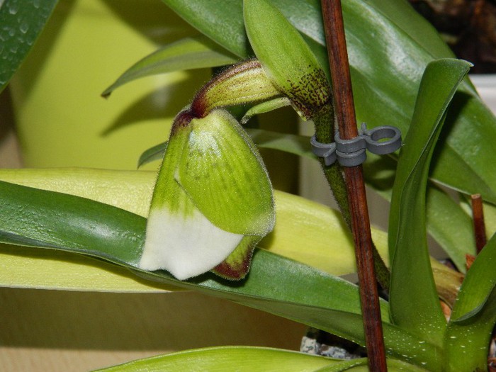 DSCN1379 - Paphiopedilum USA hybride1