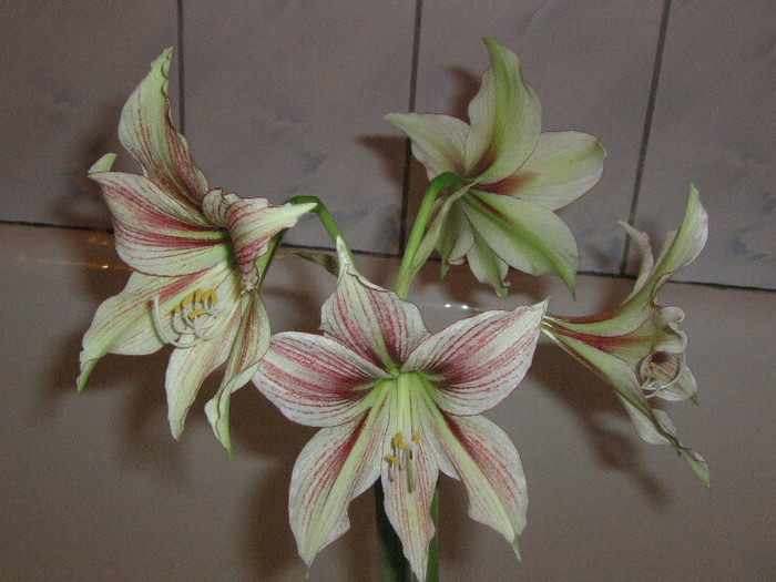 2110553260075666569eOfRHw_fs - Hippeastrum