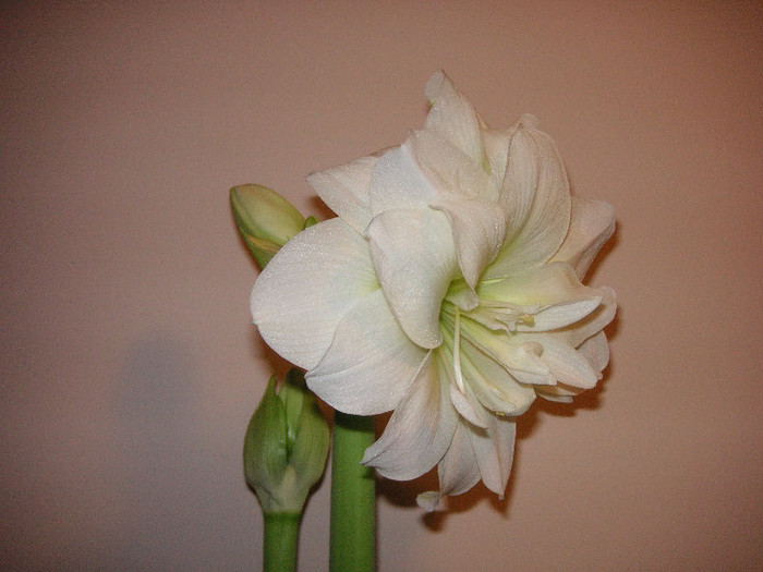 2114880640075666569lRPYkB_fs - Hippeastrum