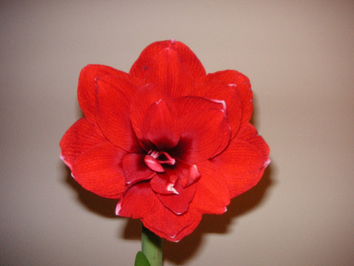 2116417330075666569RAyeTf_fs - Hippeastrum
