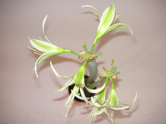 2123025380075666569lVqQXU_fs - Hippeastrum