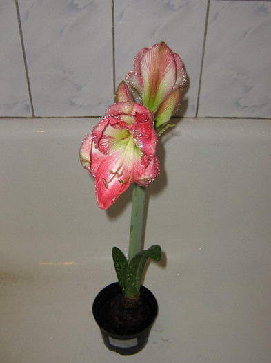 2127538740075666569KYzfhf_fs - Hippeastrum