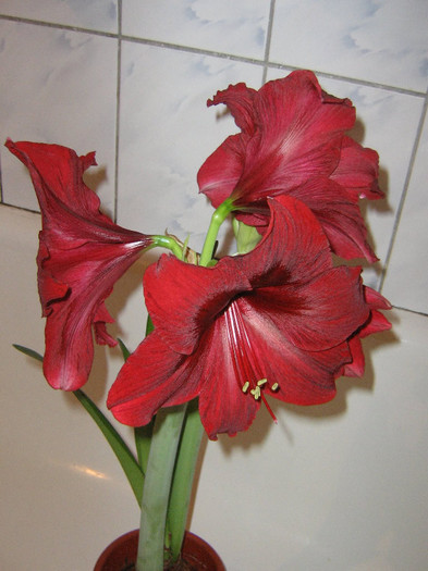 2128008740075666569goHktt_fs - Hippeastrum