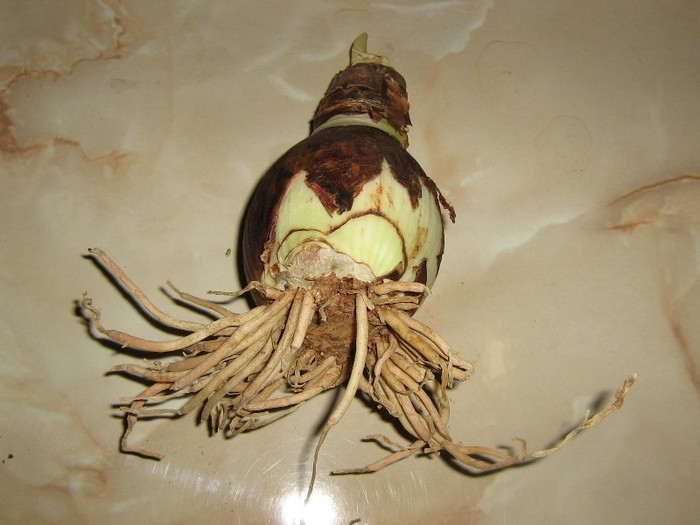 2130015870075666569mFvKbF_fs - Hippeastrum