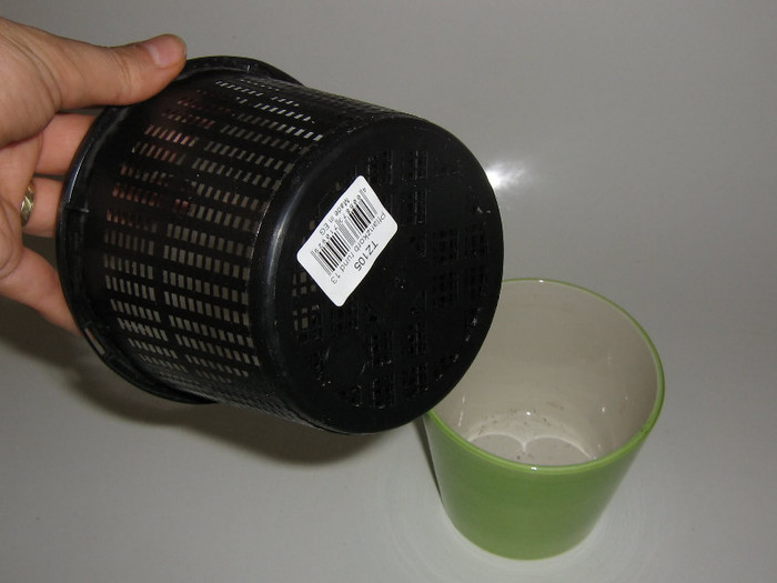 2142509800075666569eQdMKW_fs - Hippeastrum